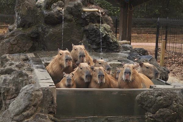 เที่ยวญี่ปุ่น สวนสัตว์ฤดูหนาว