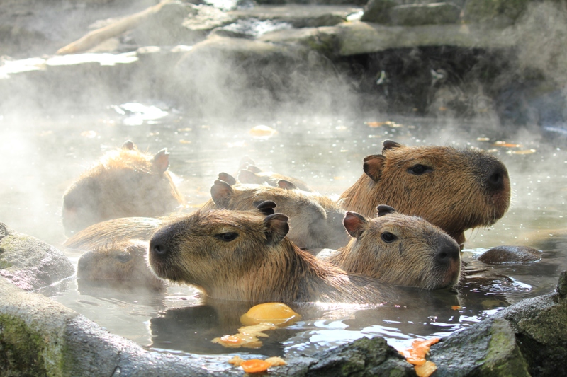 capybara-japan
