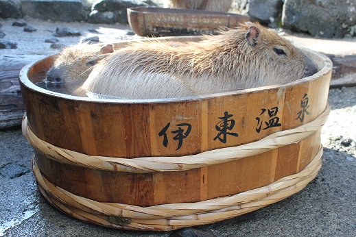 เที่ยวญี่ปุ่น สวนสัตว์ฤดูหนาว