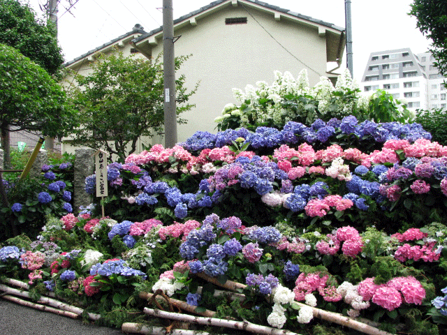 เที่ยวโตเกียวชมดอกไม้